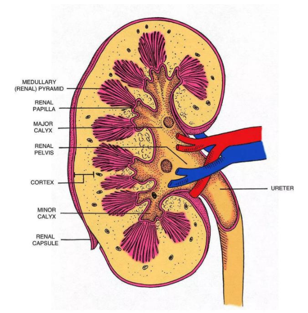 如何确定一个人的肾好不好?