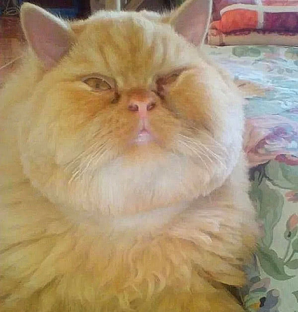 送乡下爷爷小橘猫,1年后回去,主人笑了!