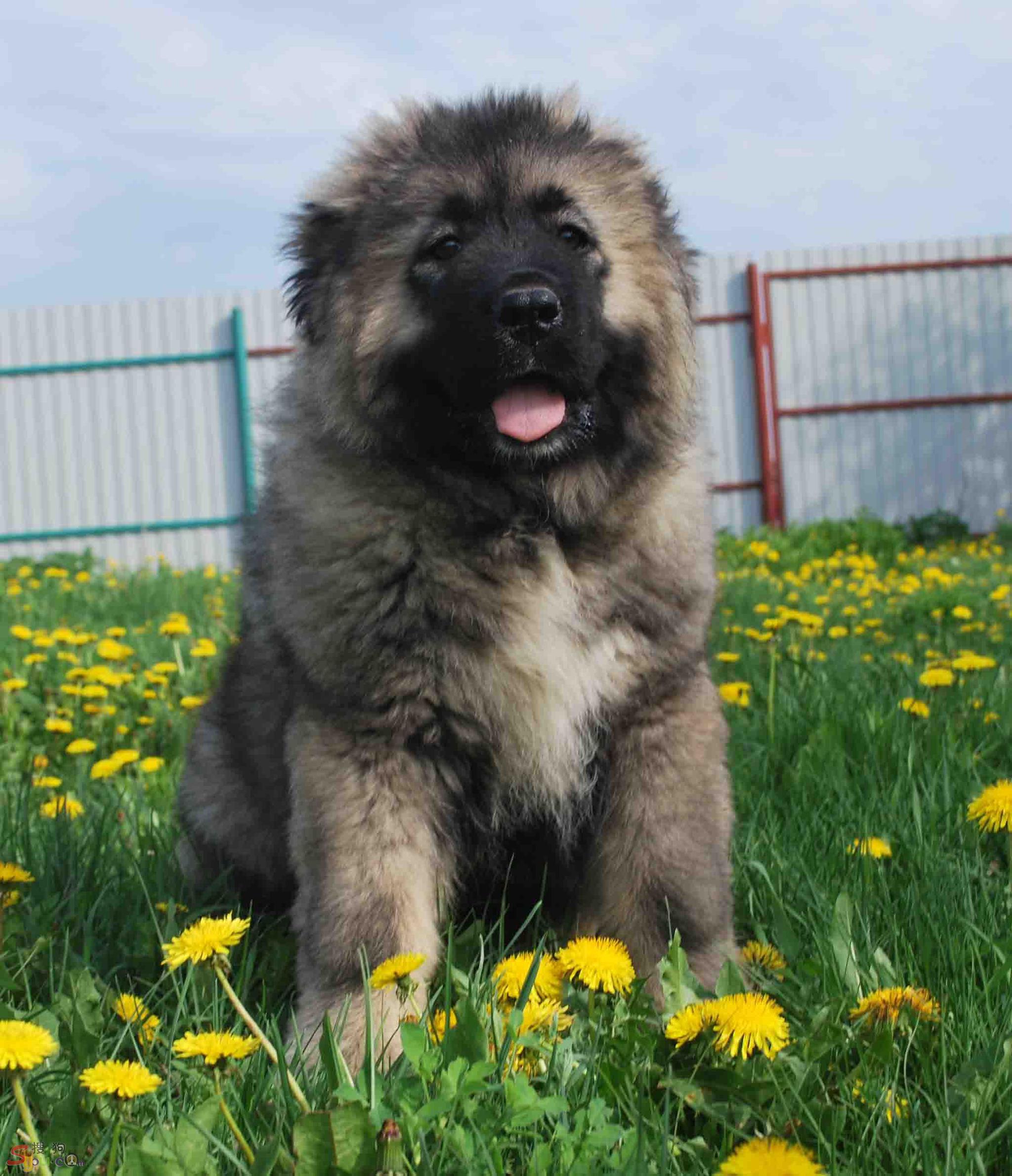 它是藏獒的后代浪到俄国以后被当成国宝中国人却劝最好别养