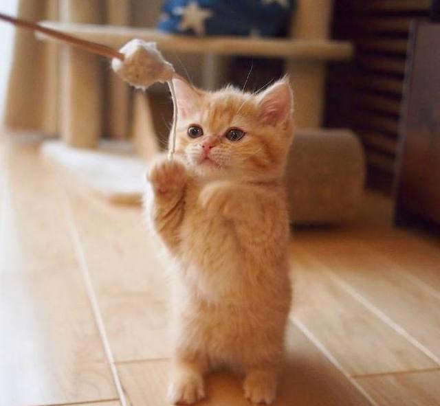 领养了一只小橘猫,本以为会一直萌萌哒,没想到几个月后画风突变