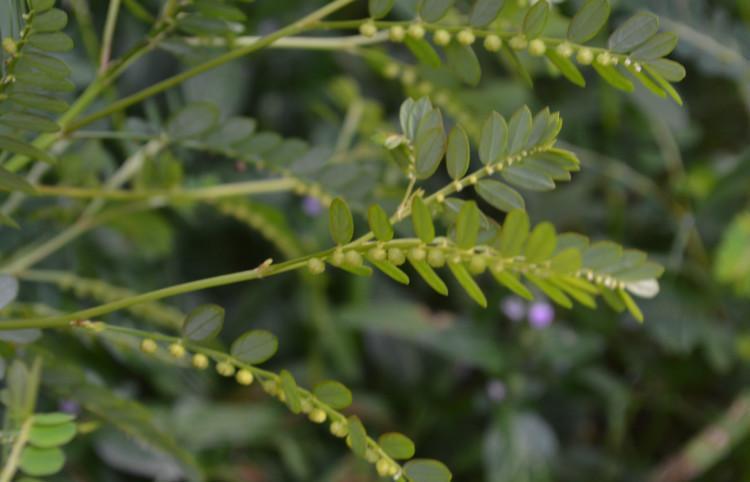 农村这种野草似含羞草却长着成串珠子清热解毒治肝病有一手