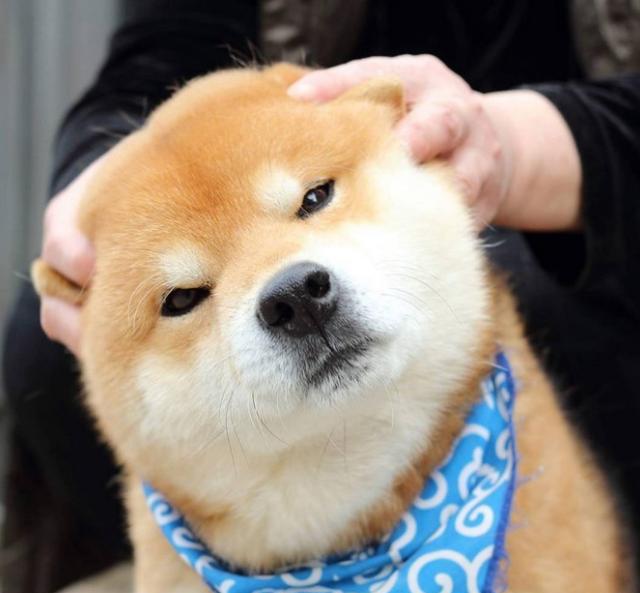 柴犬|表情帝|表情包_新浪新闻