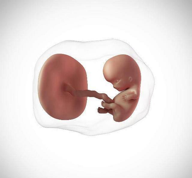 胎盘|成熟度|胎儿_新浪新闻