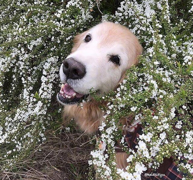 花下的狗狗美若天仙 网友:单身久了看这只金毛都觉得眉清目秀