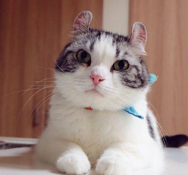 天生长着一双兔耳朵的小猫咪小猫快看我是不是很萌