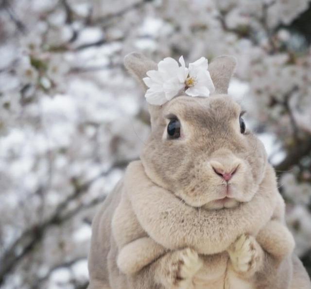 双层下巴的圆滚滚兔子olive吃货萌样让人一秒陷入魔性疗愈