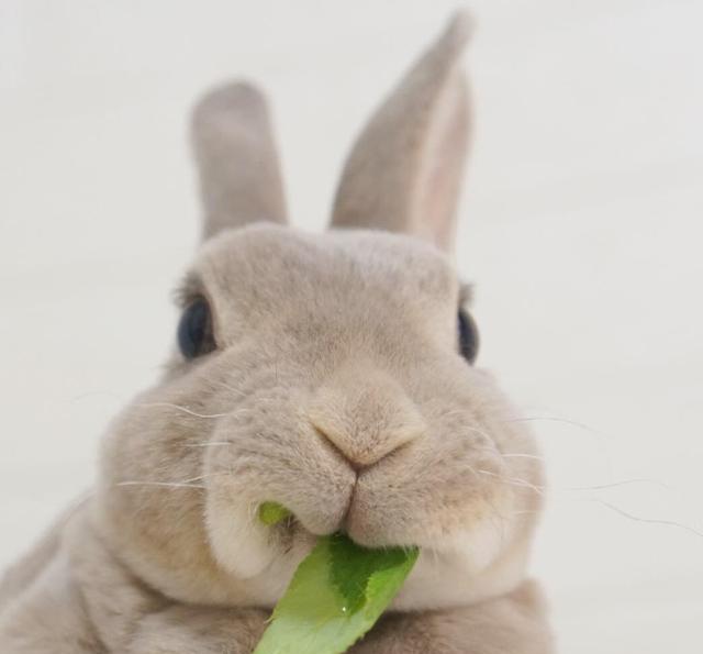 双层下巴的圆滚滚兔子olive吃货萌样让人一秒陷入魔性疗愈