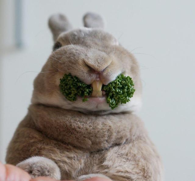 双层下巴的圆滚滚兔子olive吃货萌样让人一秒陷入魔性疗愈