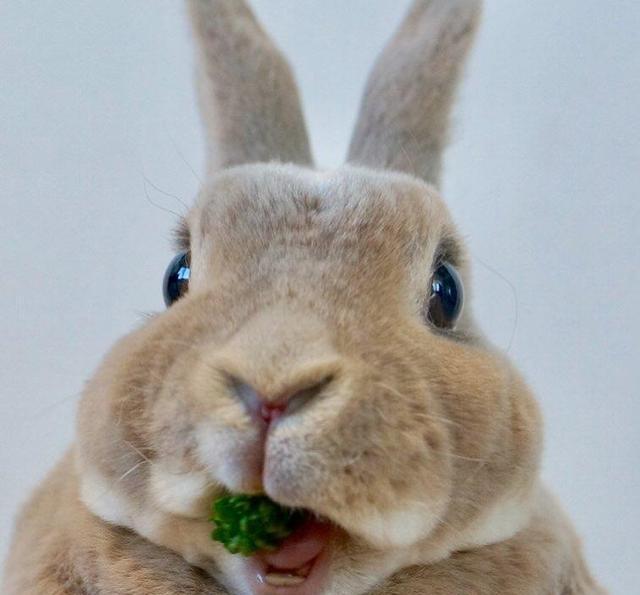 双层下巴的圆滚滚兔子olive吃货萌样让人一秒陷入魔性疗愈