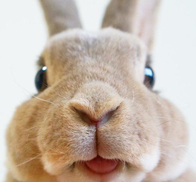 双层下巴的圆滚滚兔子olive吃货萌样让人一秒陷入魔性疗愈