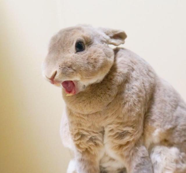 双层下巴的圆滚滚兔子olive吃货萌样让人一秒陷入魔性疗愈