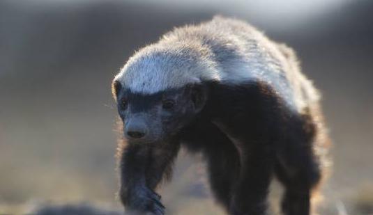 平头哥我的小目标是打死各位或被各位打死