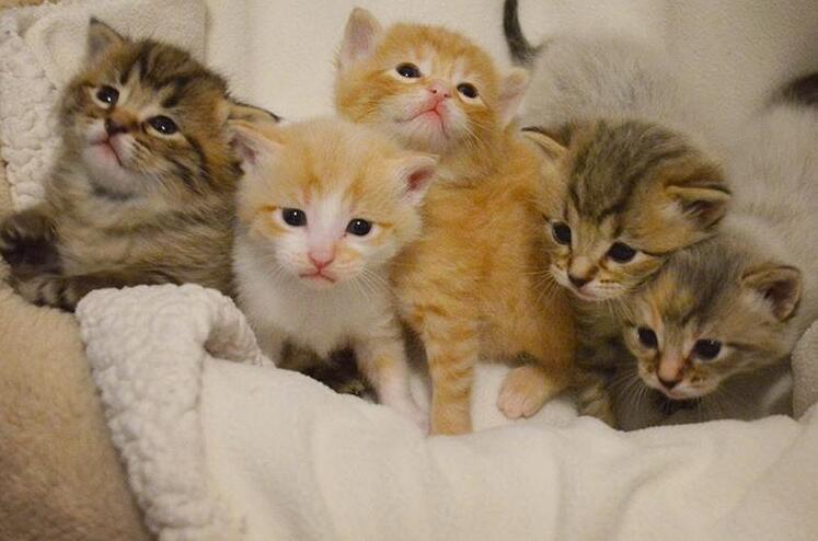 我家的猫咪生宝宝了可为啥照顾孩子的却是我家的狗子