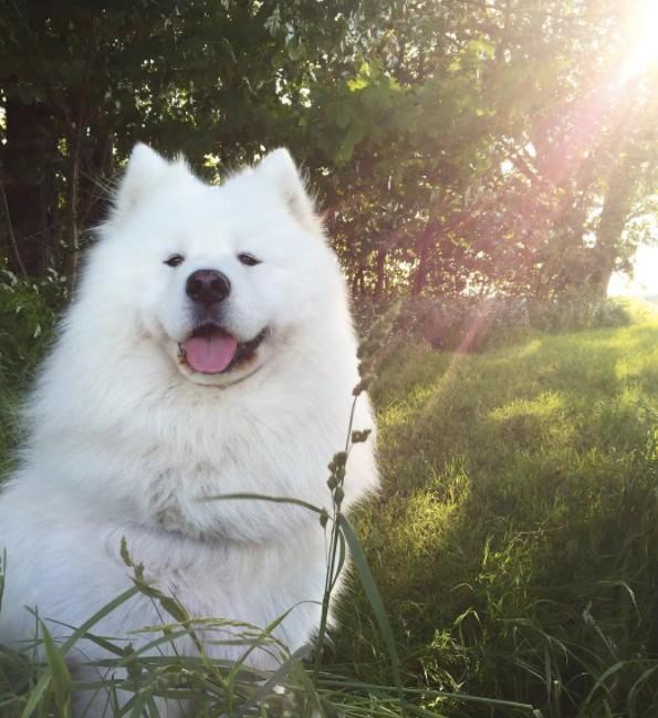 治愈系的神犬萨摩耶!有没有治愈你?