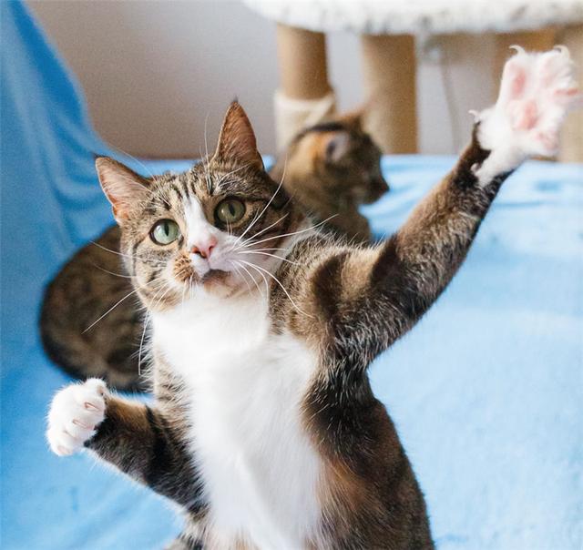 家里喵星人每天都张牙舞爪怎么破?我可爱的小奶猫哪里去了?