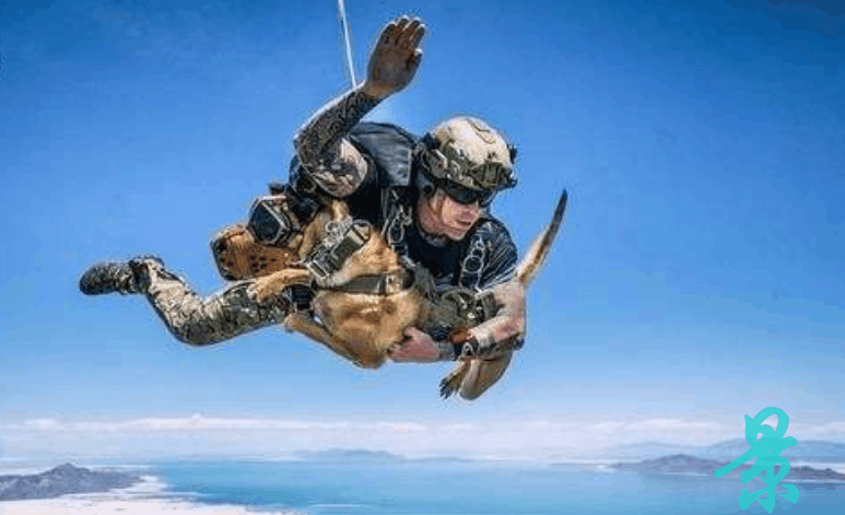 特种兵带军犬一起高空跳伞狗狗表情让你捧腹大笑