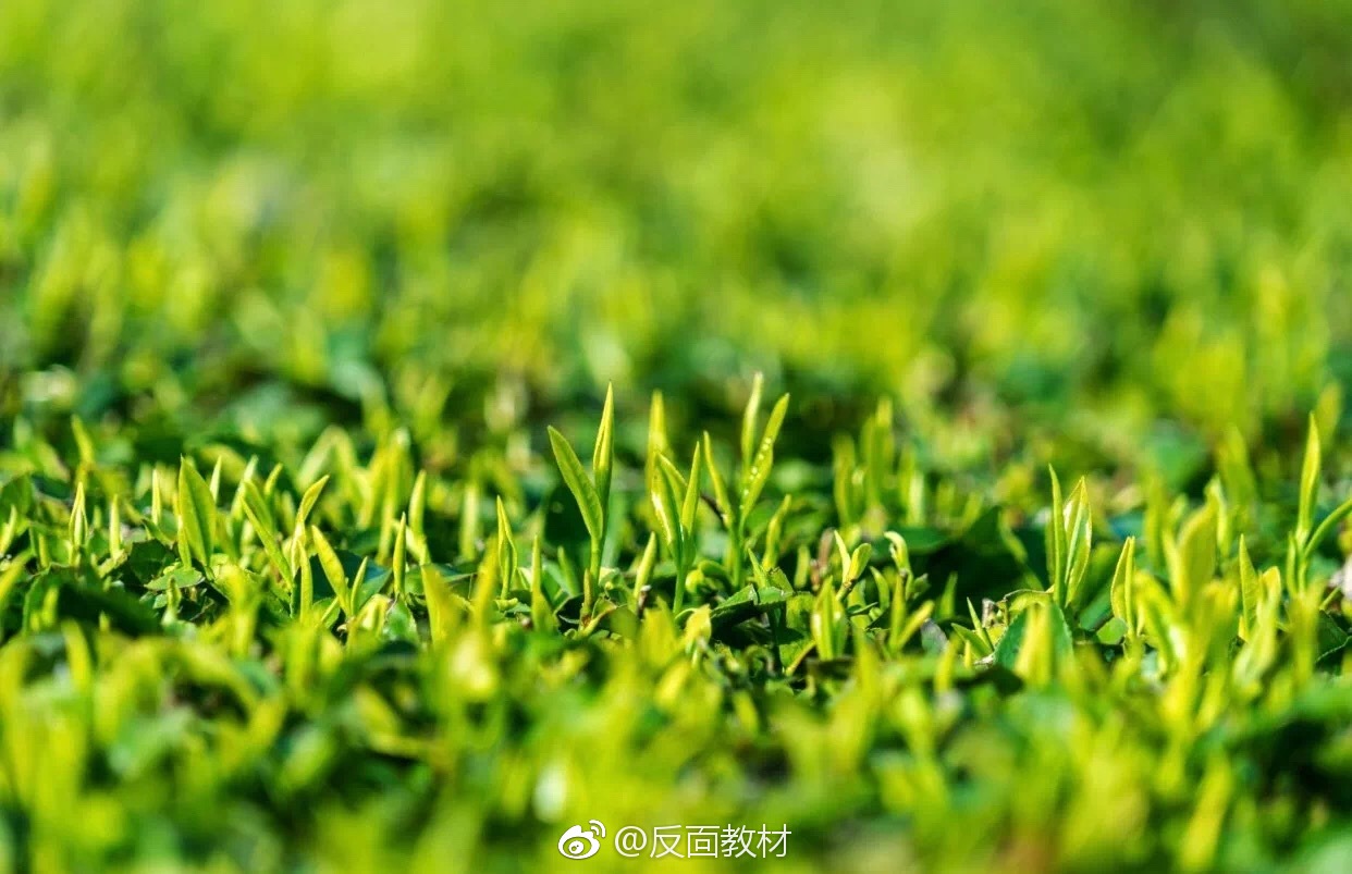 古语有春日食春芽食的是春生的是芽一颗种子蓄满能量