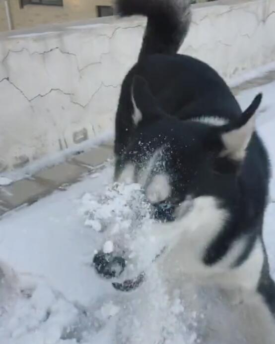 二哈玩雪球秀智商,被雪球砸到不懂躲,智商几乎等于零