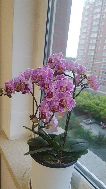 蝶兰花姿美艳,花样丰厚,从白到紫,各种颜色都有,有纯色,复色,带斑点色