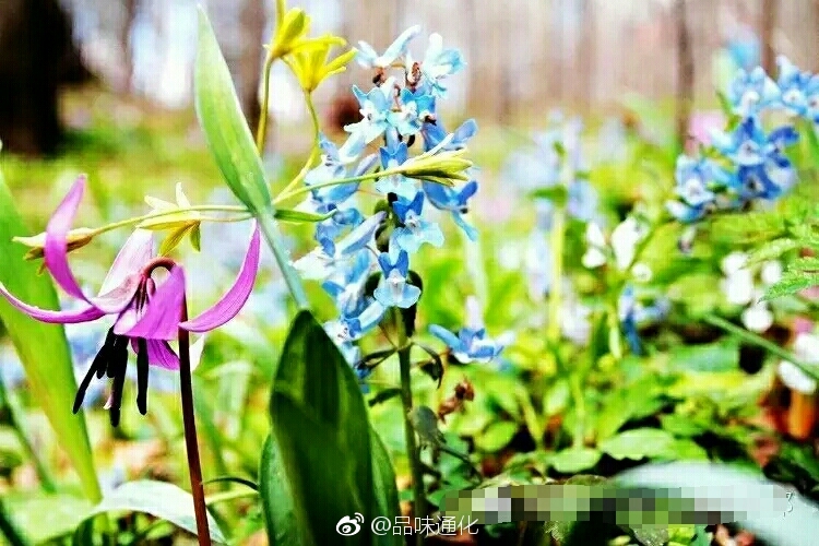 辉南四方顶七色花谷每年4月末5月初漫山遍野的各色野花