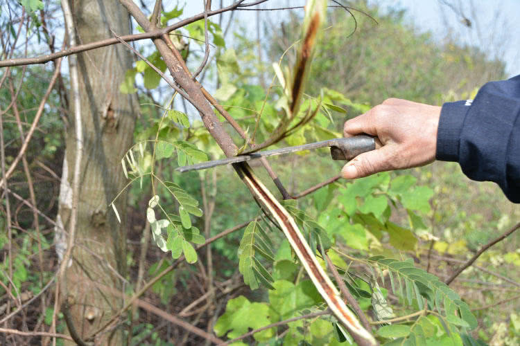 在刺树上看到它,可别扔,它是稀罕的"斗米虫"100元一条