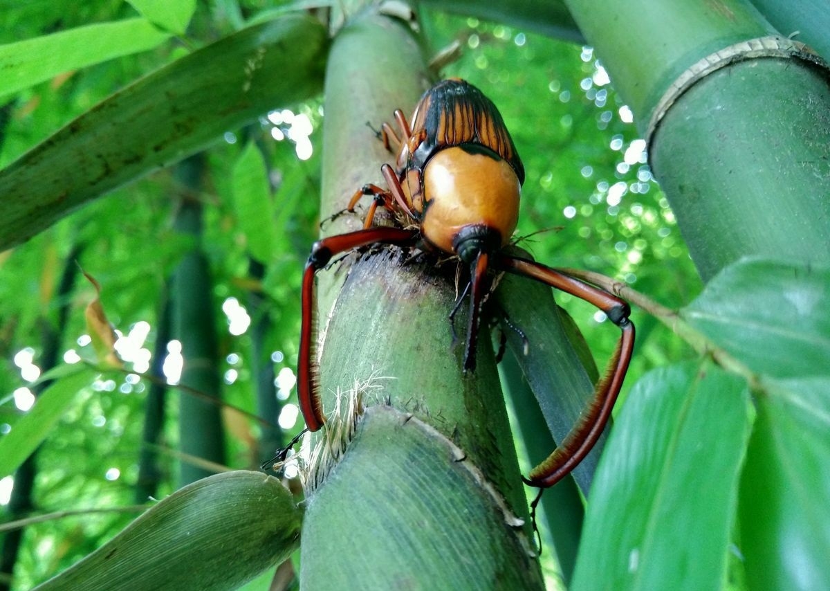 小时候的你是否吃过它竹笋虫