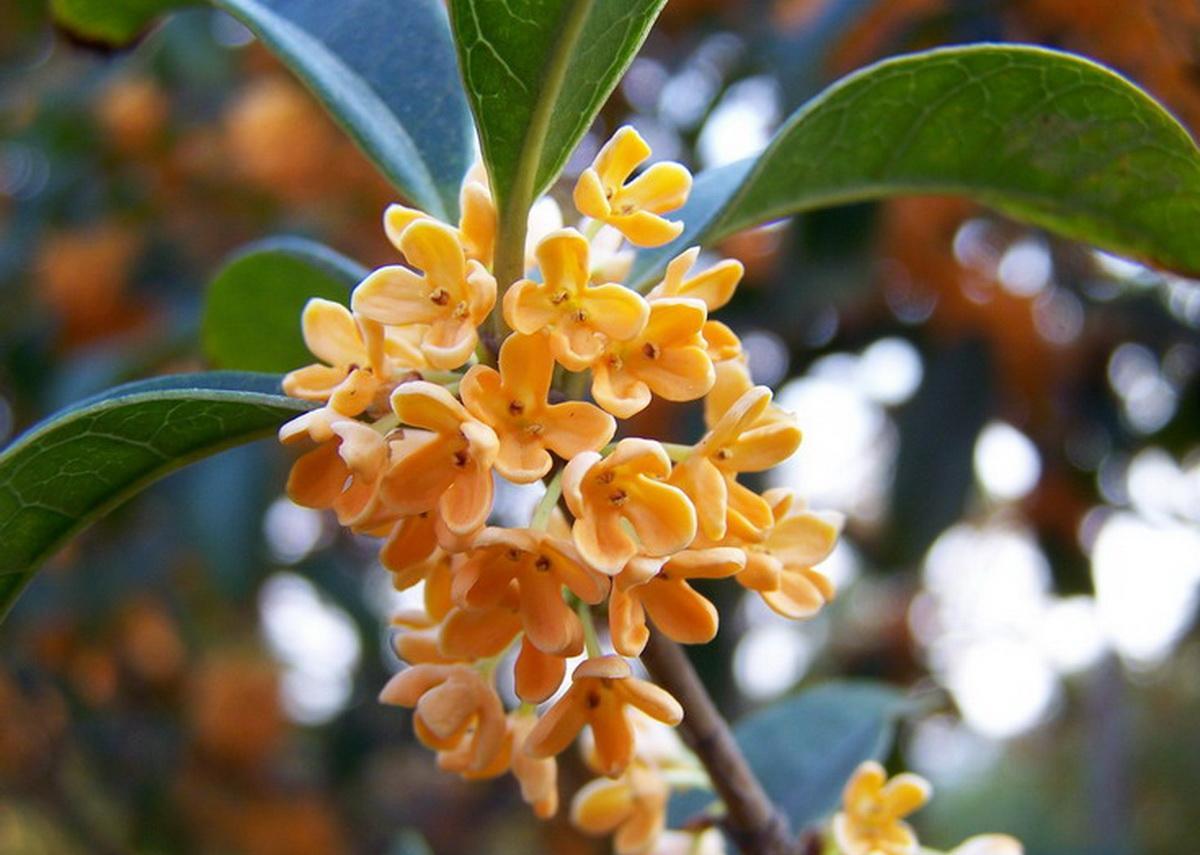 各地桂花开放时间 哪些地方桂花已经开了