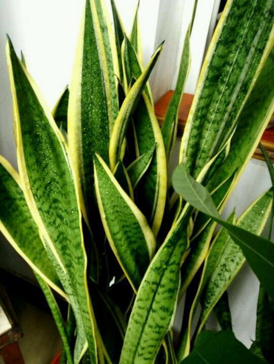 别瞎给虎皮兰叶子喷水!一个不好就烂芯,用布沾水擦擦更健康!