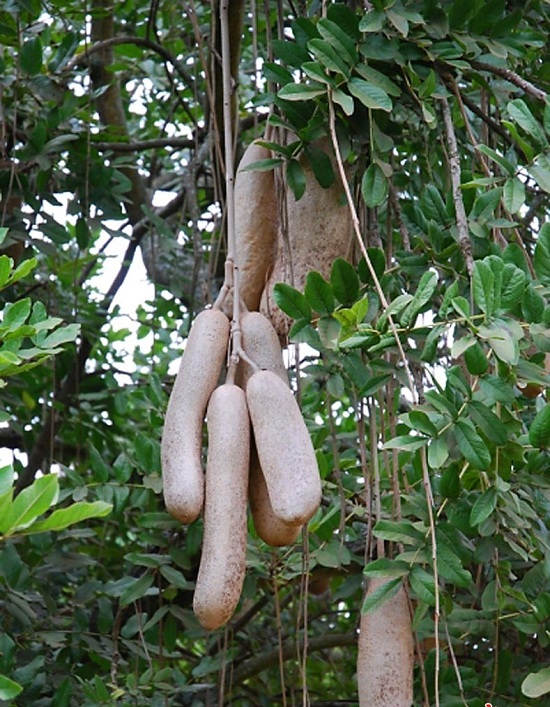 非洲的树为什么会长出香肠其花香如老鼠气味吸引大批蝙蝠前往