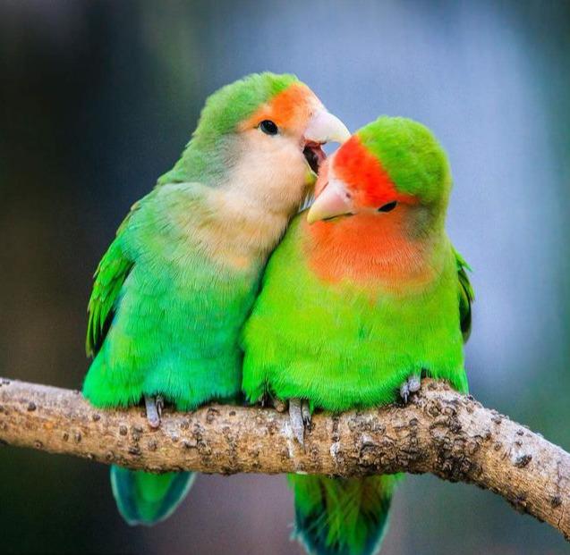 桃面爱情鹦鹉怎么养环境温度很重要