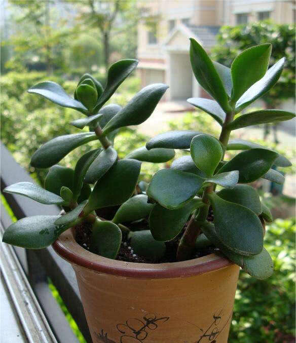 养玉树用一个小窍门一片叶子种一棵枝肥叶厚开花又爆盆