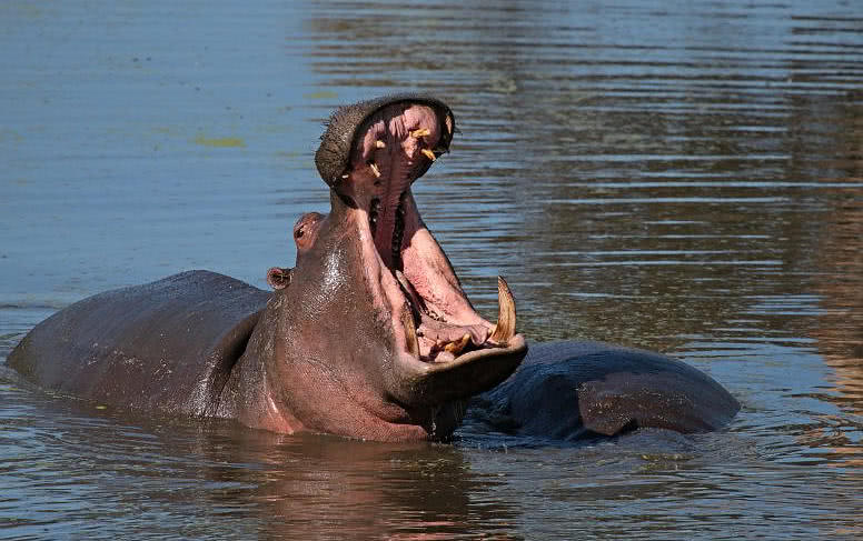 河马水中翻肚皮,听到报警声猛翻身怒吼:晒日光浴呢,没死