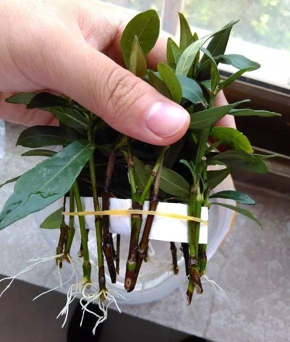 气温骤降,再晚两天扦插,连根都不长了!|杜鹃|枝条|虎皮兰_新浪新闻