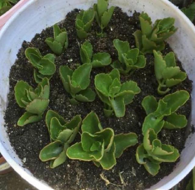 8种"厚脸皮"植物,趁着9月扦插,1片叶子放盆里,来年就开花__财经头条