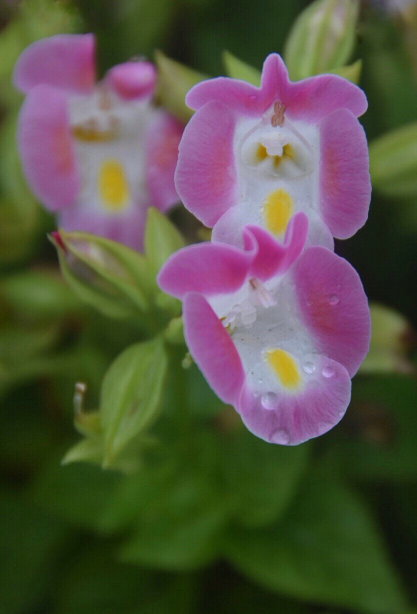 耳花语:思念,但感到迷茫又名蝴蝶草,花瓜草,花公草蓝猪耳夏堇花期很长