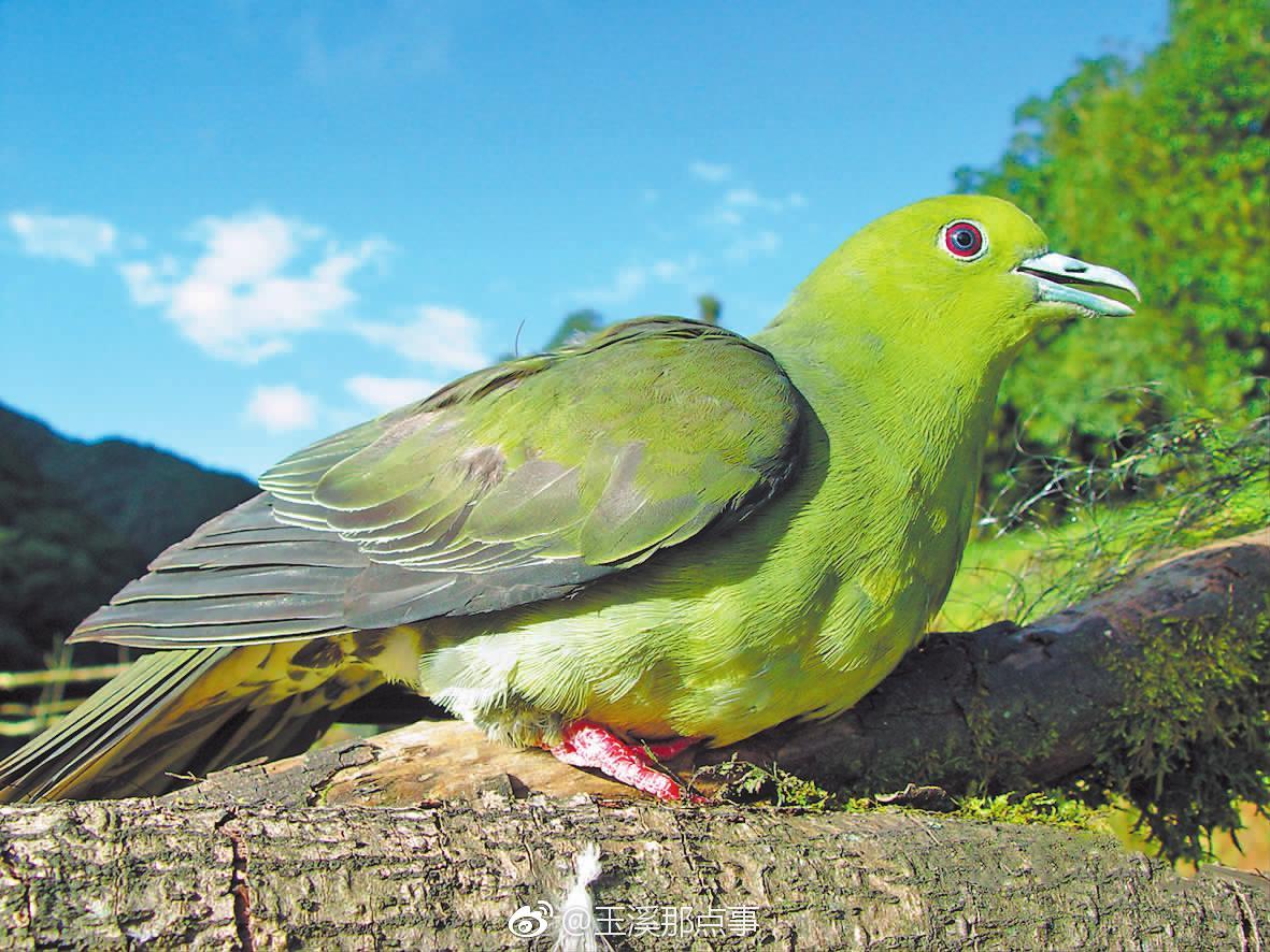 哀牢山自然保护区的楔尾绿鸠
