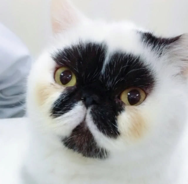 猫咪尾巴被咬后炸了毛,正想和对方确认眼神却傻眼了:你眼睛呢