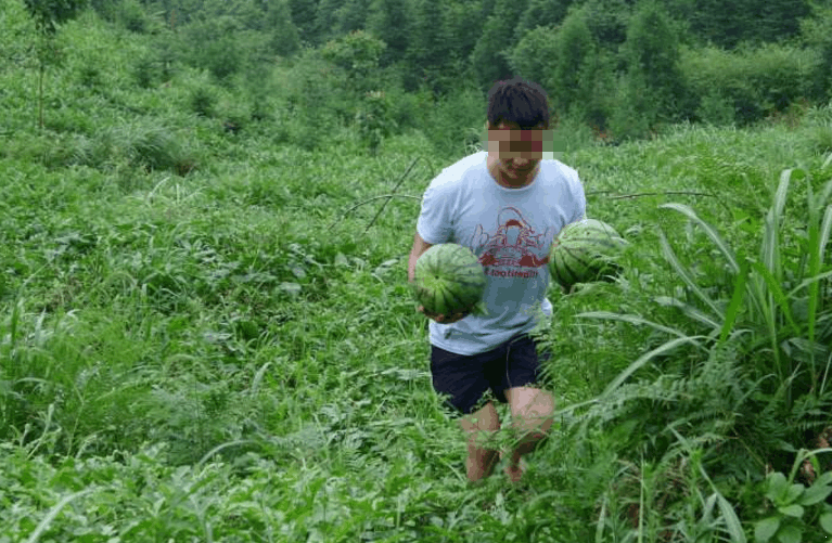 有人偷瓜不阻止 瓜农还反送一个 村民不解 老汉 我担心被报复