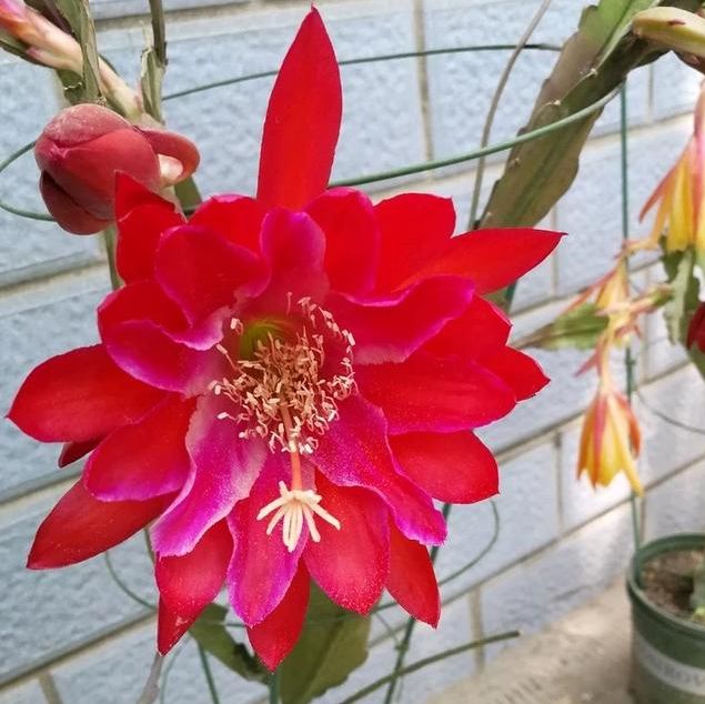 令箭荷花叶子皱不开花这是个信号需要这样处理恢复才能开花