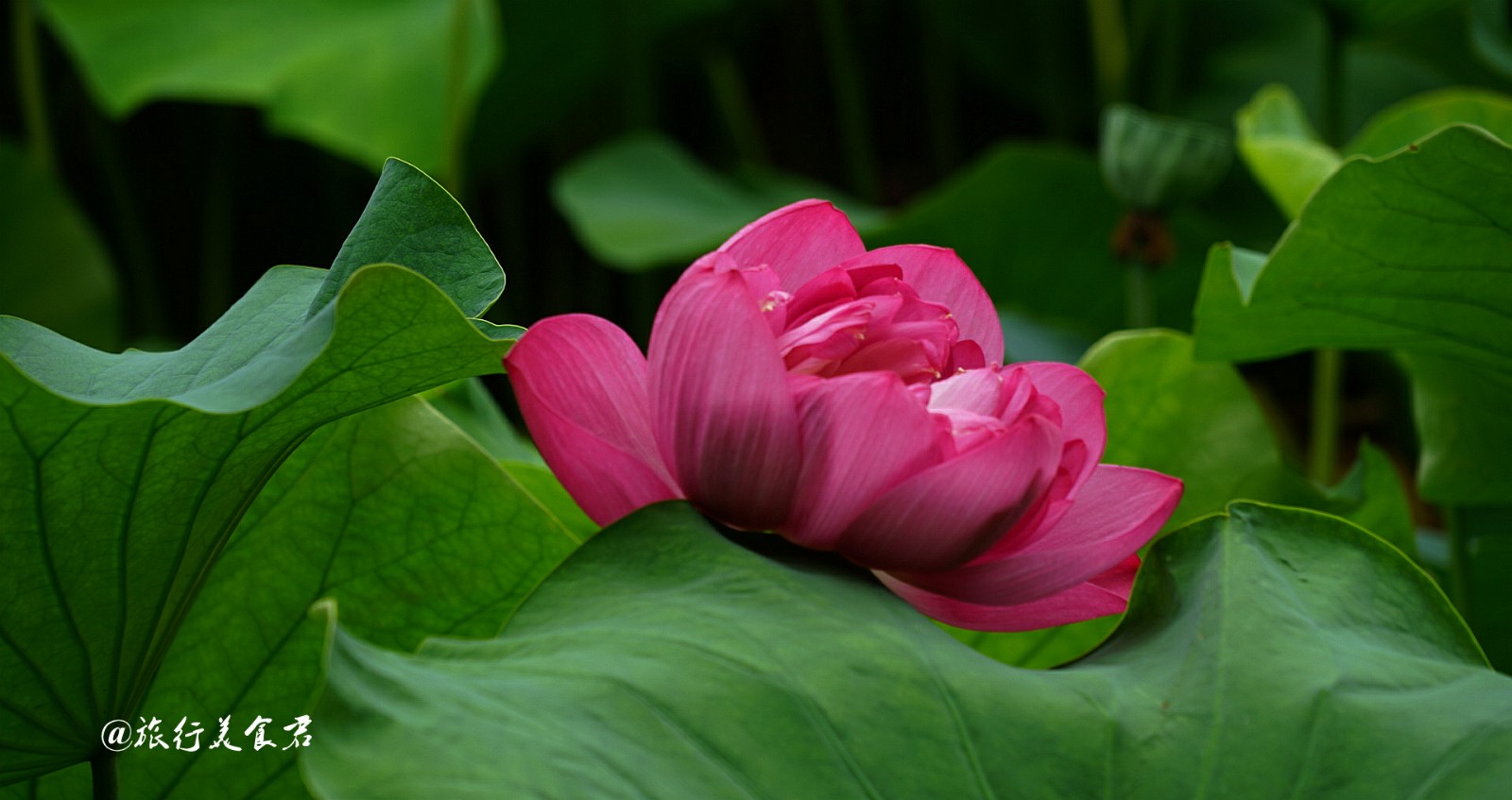 张张都能做壁纸,这就是西安莲湖公园的荷花,实在是太美了!