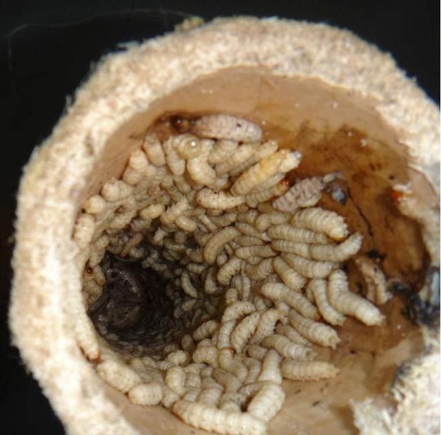 虫子农村人通常叫它"柴虫",又名"木花"(它又是天牛的幼虫,学名:蝤蛴)