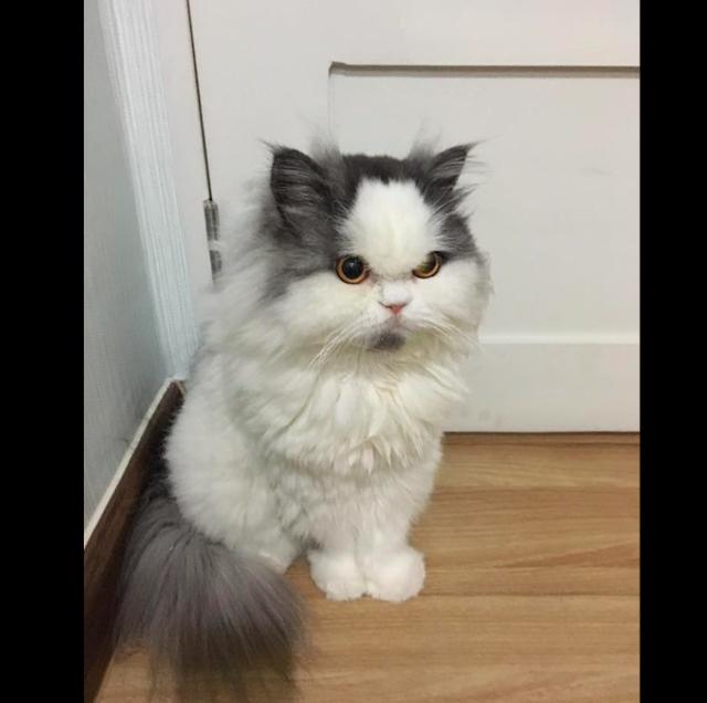 猫咪小小年纪就秃顶了