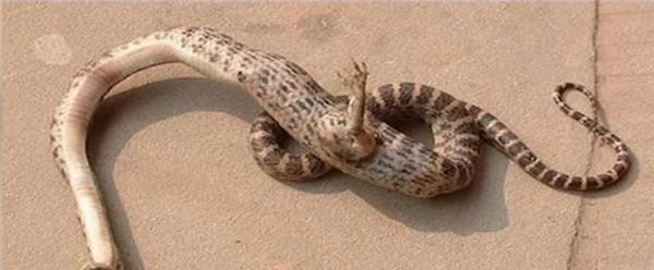 八大变异生物, 都是身边常见的动物, 看完腿已软