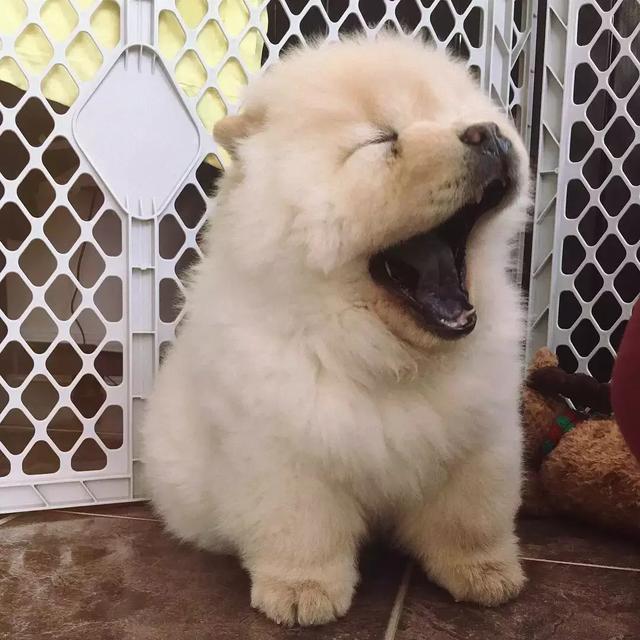 这家主人一定是上辈子拯救了银河系,才会遇到那么可爱的松狮!