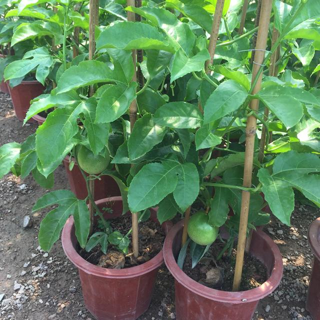 百香果不用买了,5张图让你轻松学会在家盆栽,果子多到吃不完