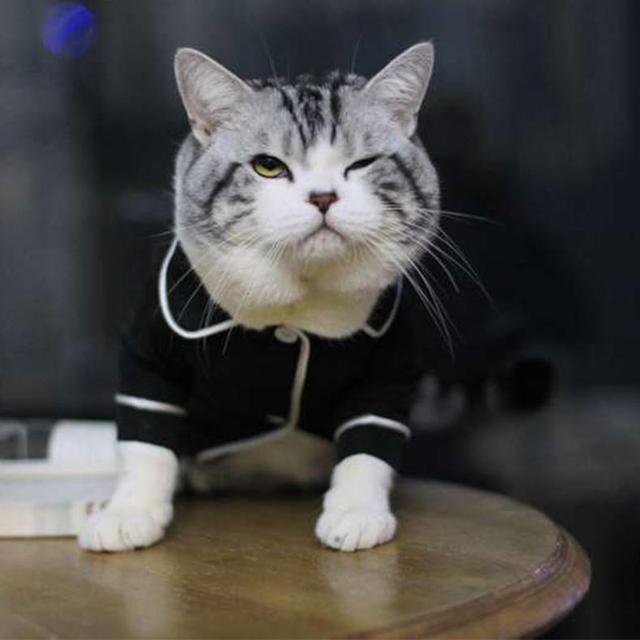我竟然被一只猫征服了,这只喵上山下海太帅气