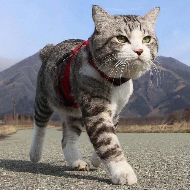 我竟然被一只猫征服了,这只喵上山下海太帅气