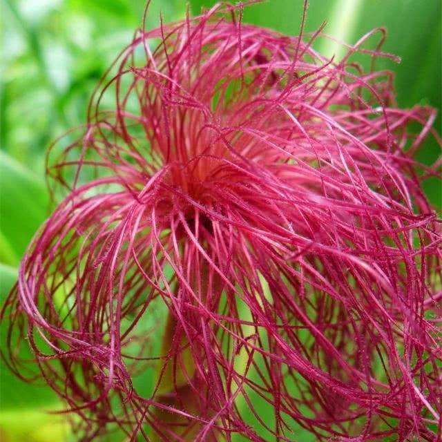 高尿酸的"天然克星", 每天坚持吃一点, 远离痛风困扰