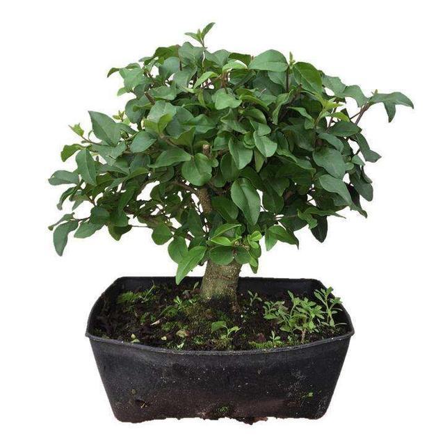 女贞盆景怎么养,有什么作用?郁郁葱葱,很有威严