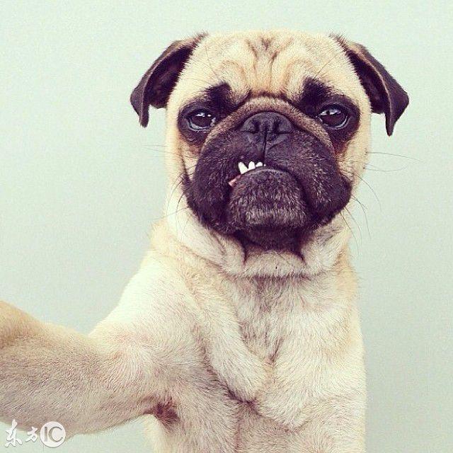 动物的自拍,猎豹最顽皮,狮子最可爱,你喜欢哪只萌宠